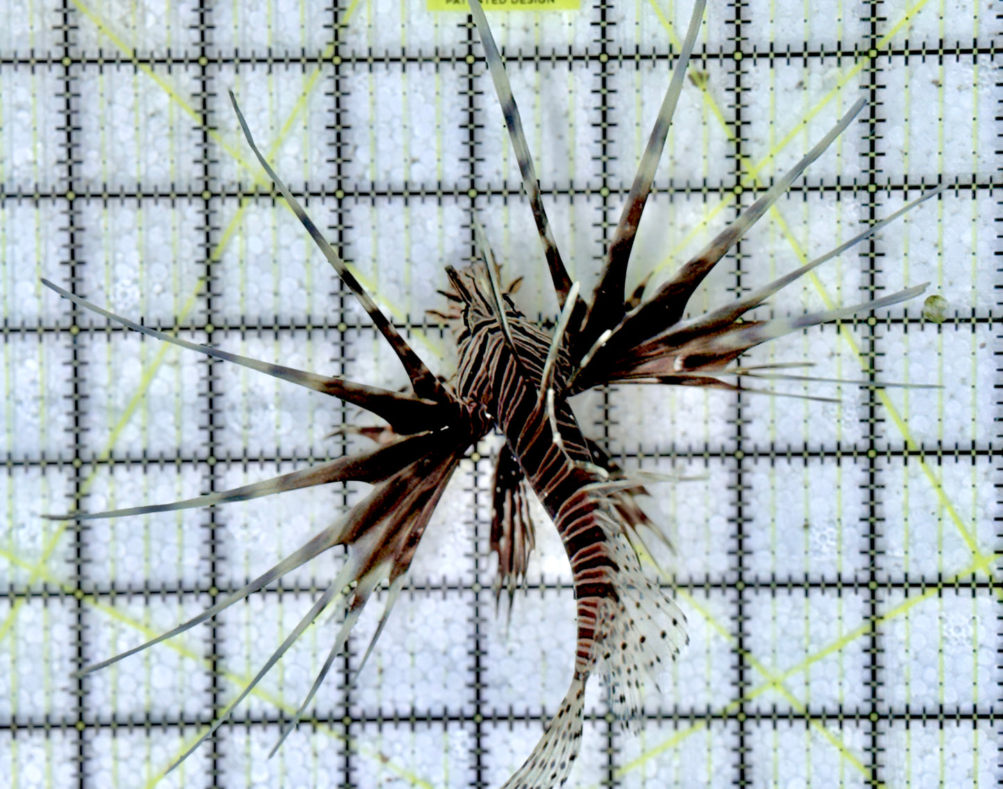 Black Volitan Lionfish BVL060601 WYSIWYG Size: ML4.25"