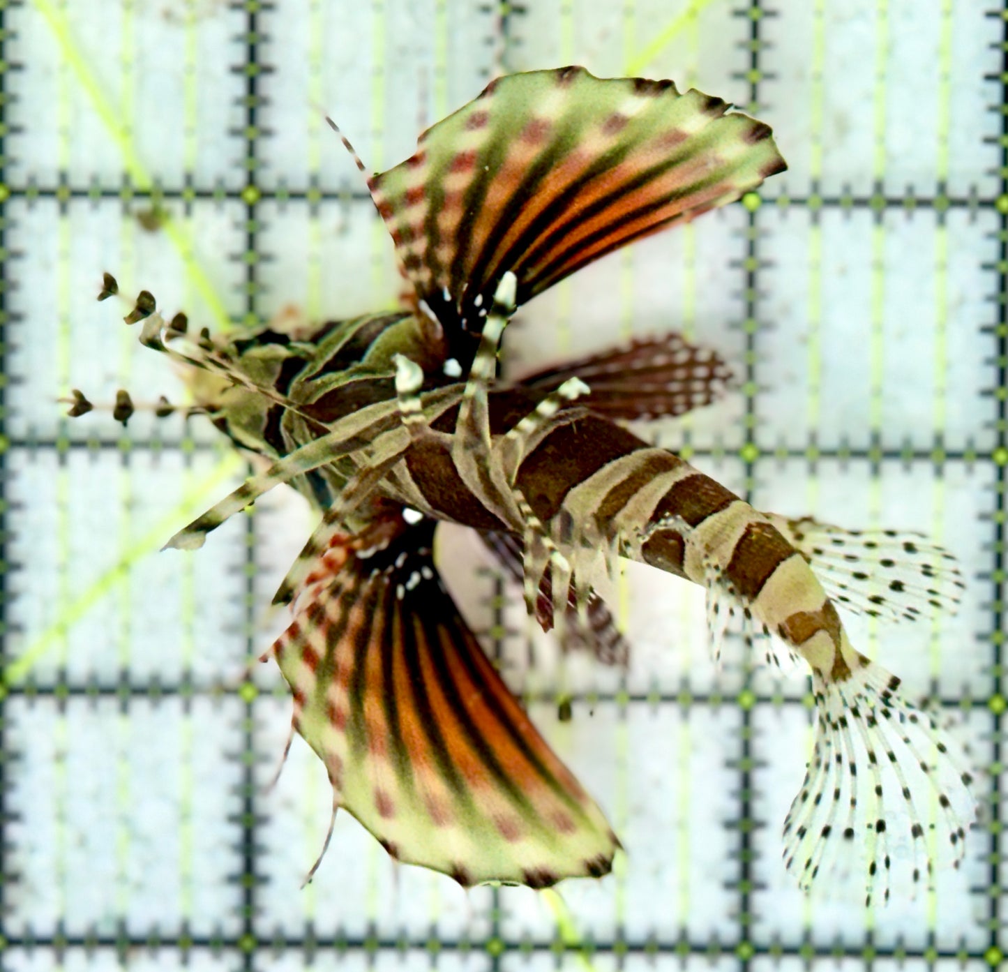 Dwarf Zebra Lionfish DZL060601 WYSIWYG Size: L 3.5"