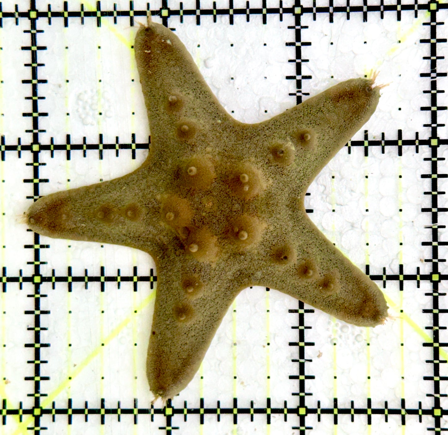 Chocolate Chip Starfish CCS060601 WYSIWYG Size: 2.75"