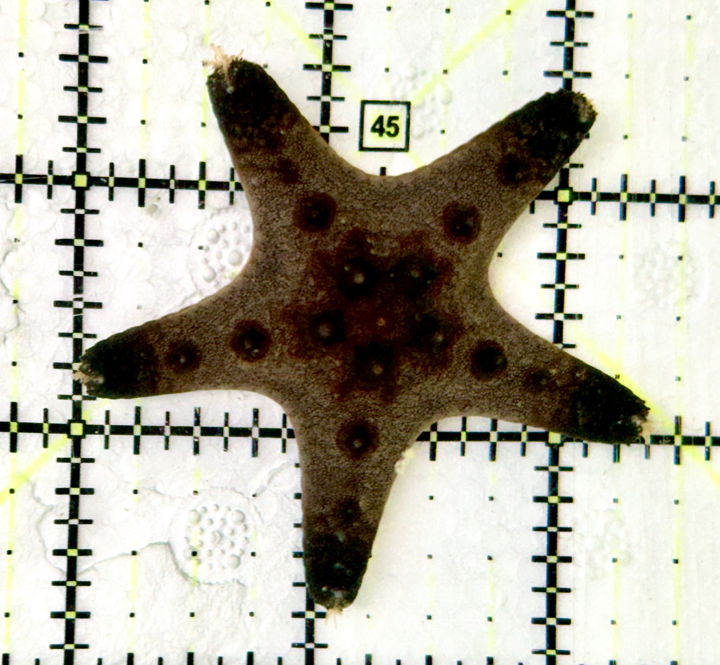 Chocolate Chip Starfish CCS060602 WYSIWYG Size: 2.5"