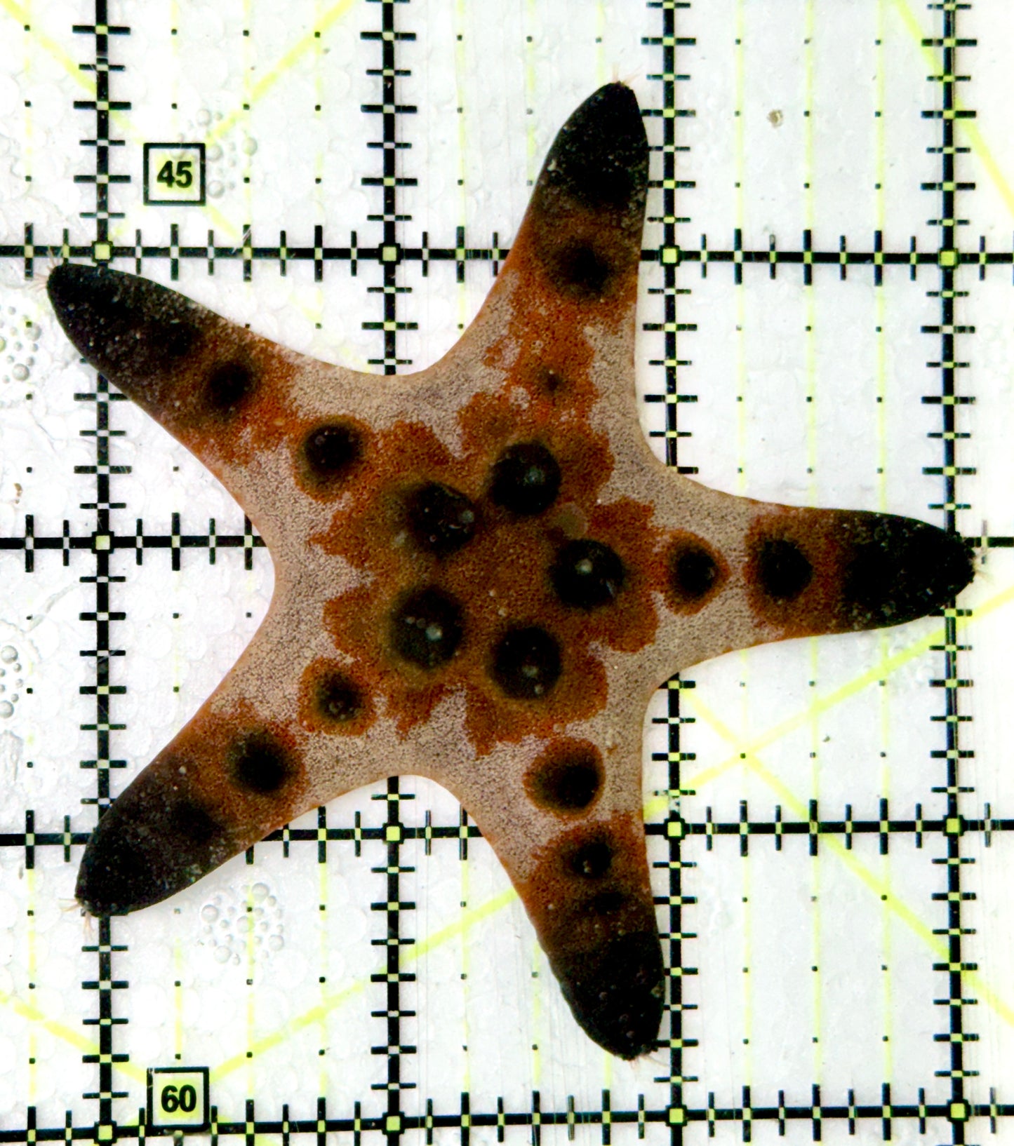 Chocolate Chip Starfish CCS060603 WYSIWYG Size: 3.25"