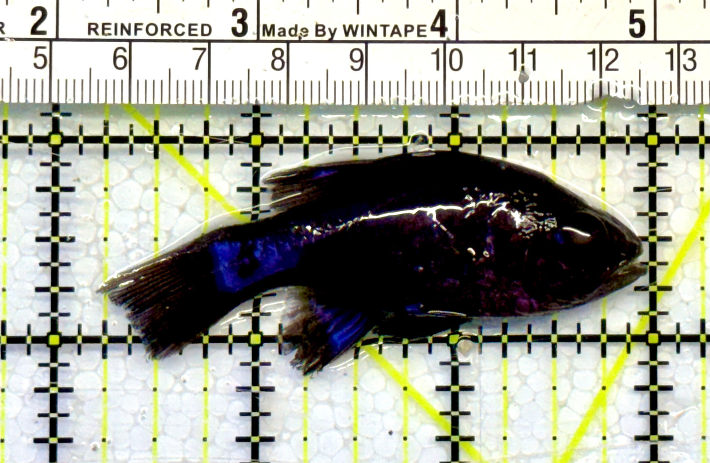Jet Black Cardinal Fish JBC051601 WYSIWYG Size: S 2.75”
