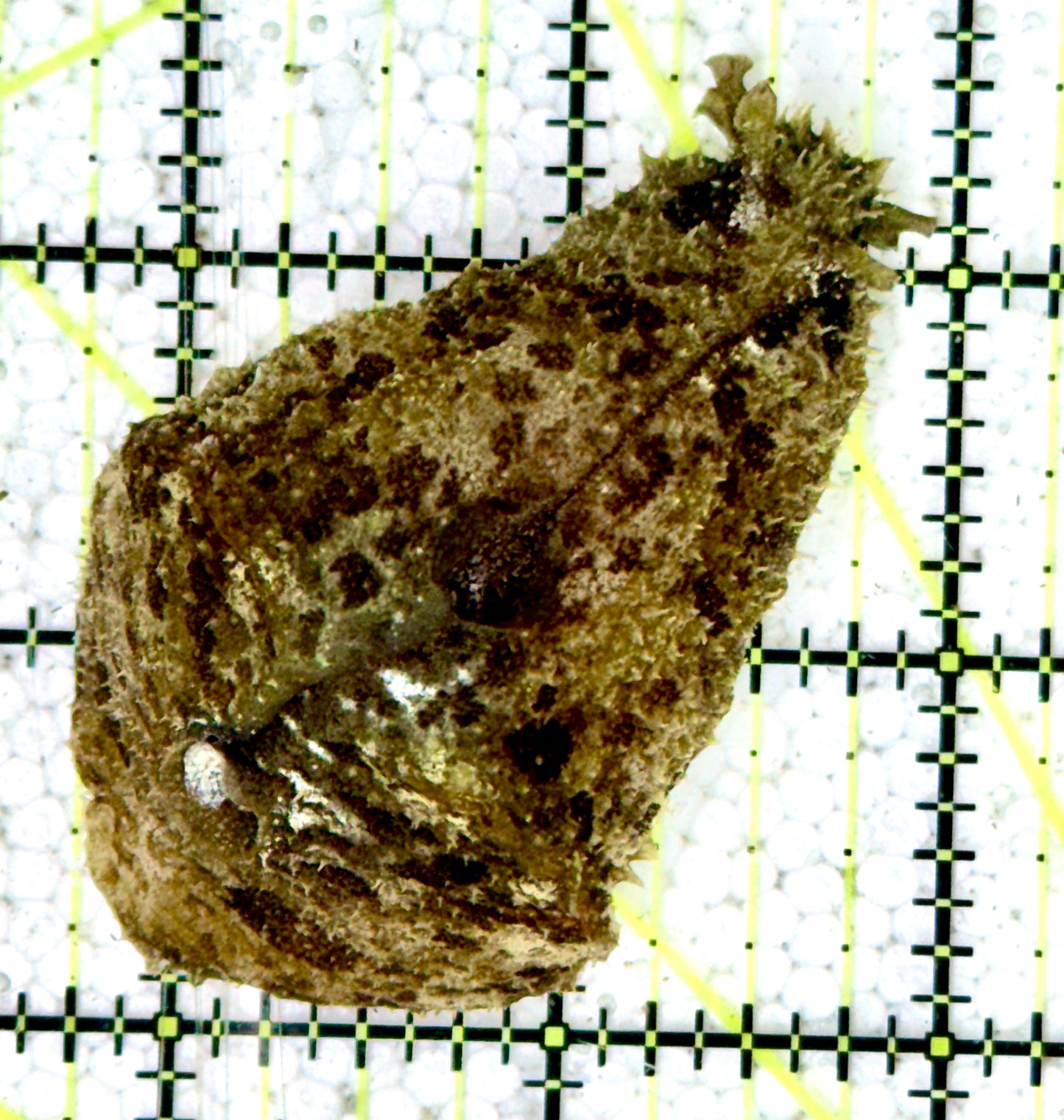 Sea Hare SH060601 WYSIWYG Size : M 2.5"