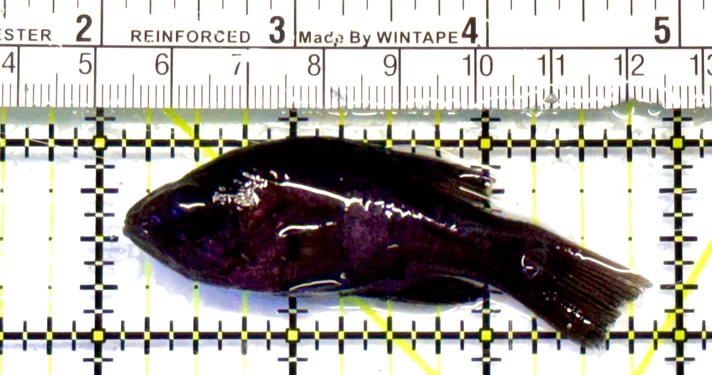 Jet Black Cardinal Fish JBC051601 WYSIWYG Size: S 2.75”