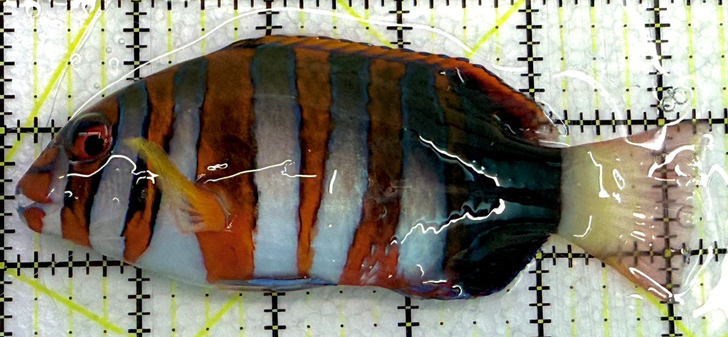 Harlequin Tuskfish HT061301 WYSIWYG Size: XL 5.25" approx