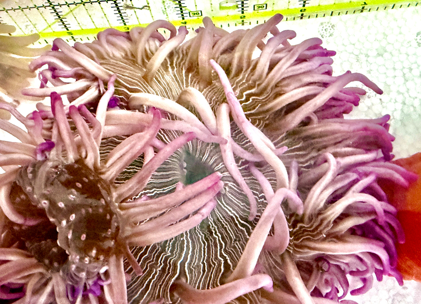 Purple Long Tentacle Anemone PLTA060602 WYSIWYG Size: M 5"