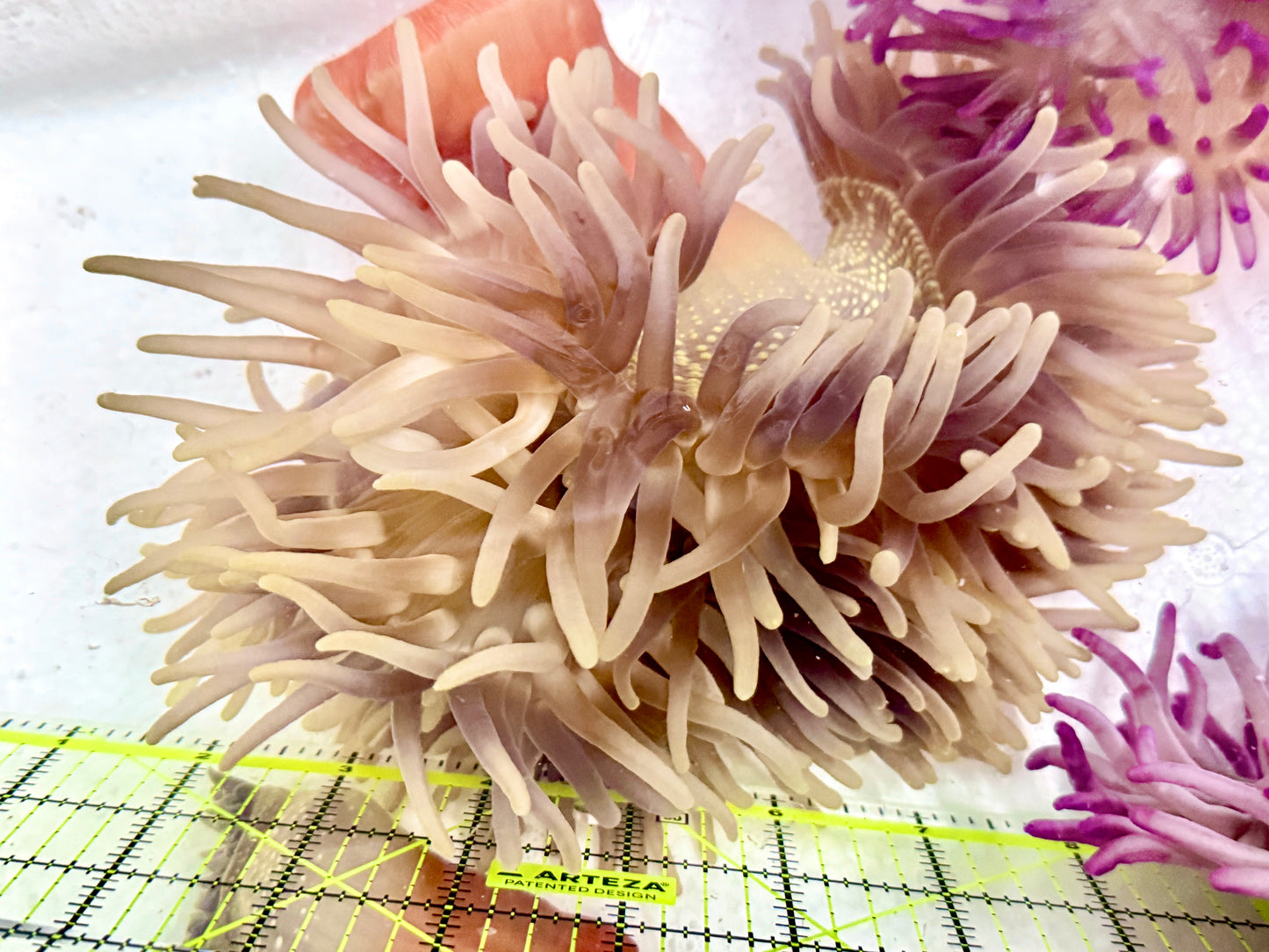 Long Tentacle Anemone LTA060601 WYSIWYG Size ML: 7 "