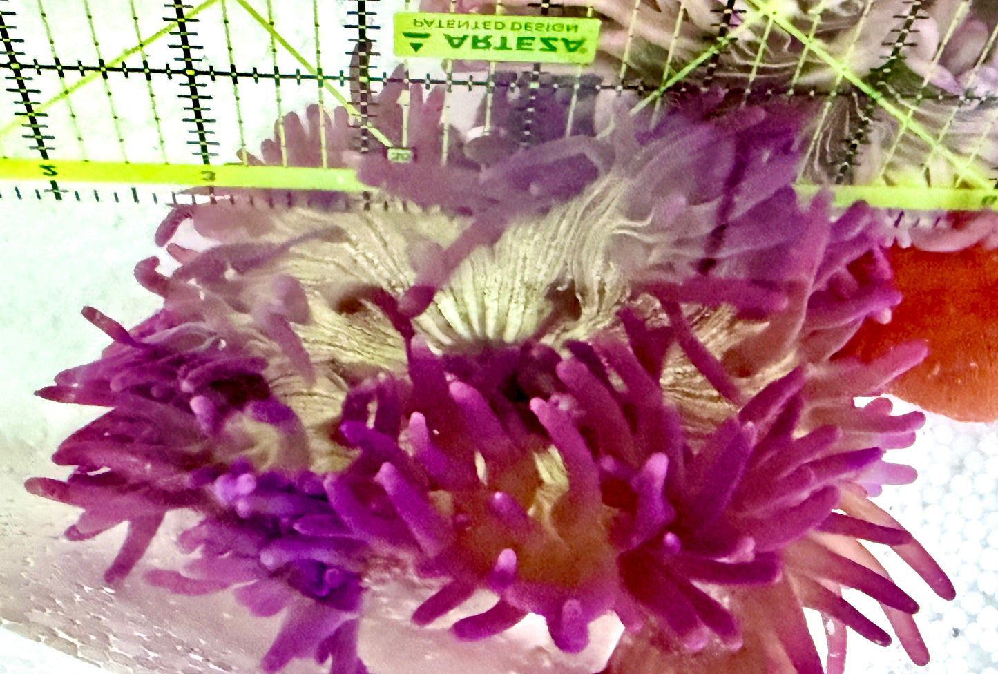 Purple Long Tentacle Anemone PLTA060603 WYSIWYG Size: M 4.5"