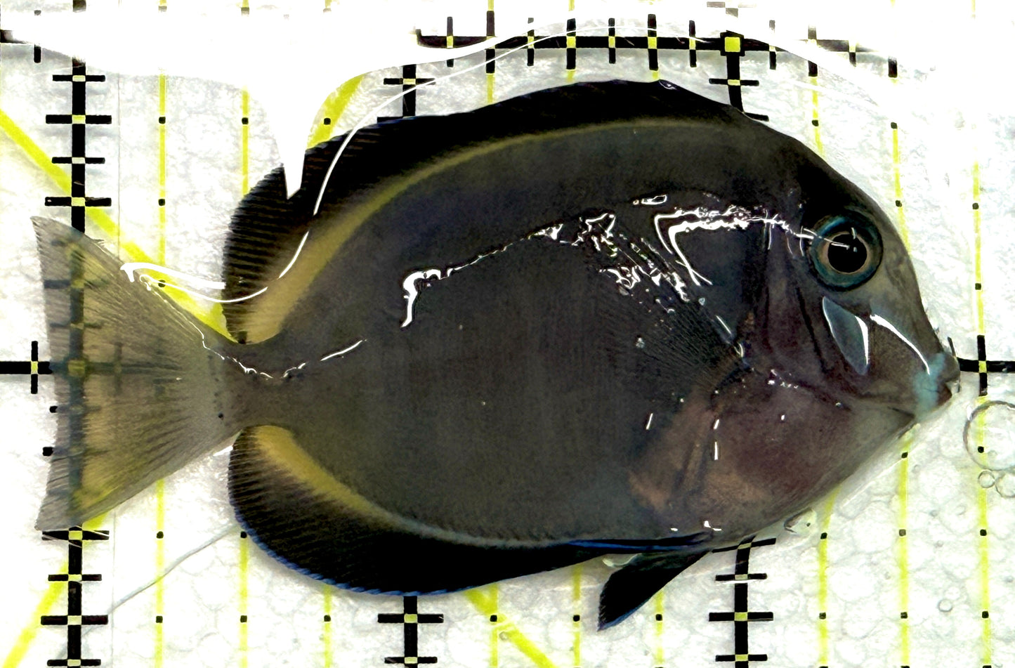 Hybrid Achilles HA061201 WYSIWYG Size: M 2.75" approx