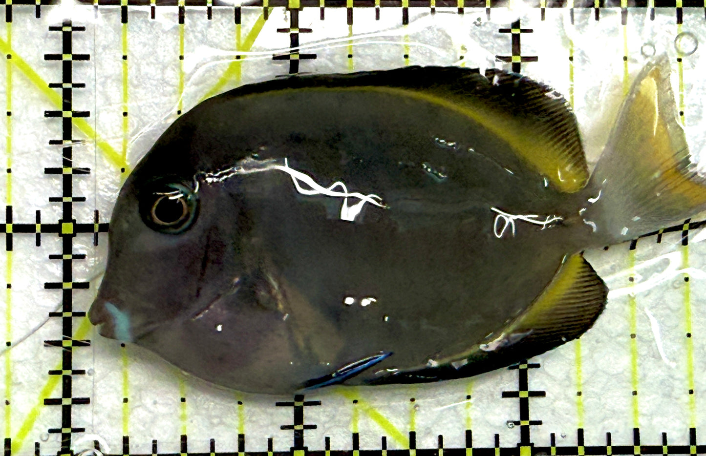 Hybrid Achilles HA061202 WYSIWYG Size: M 2.75" approx