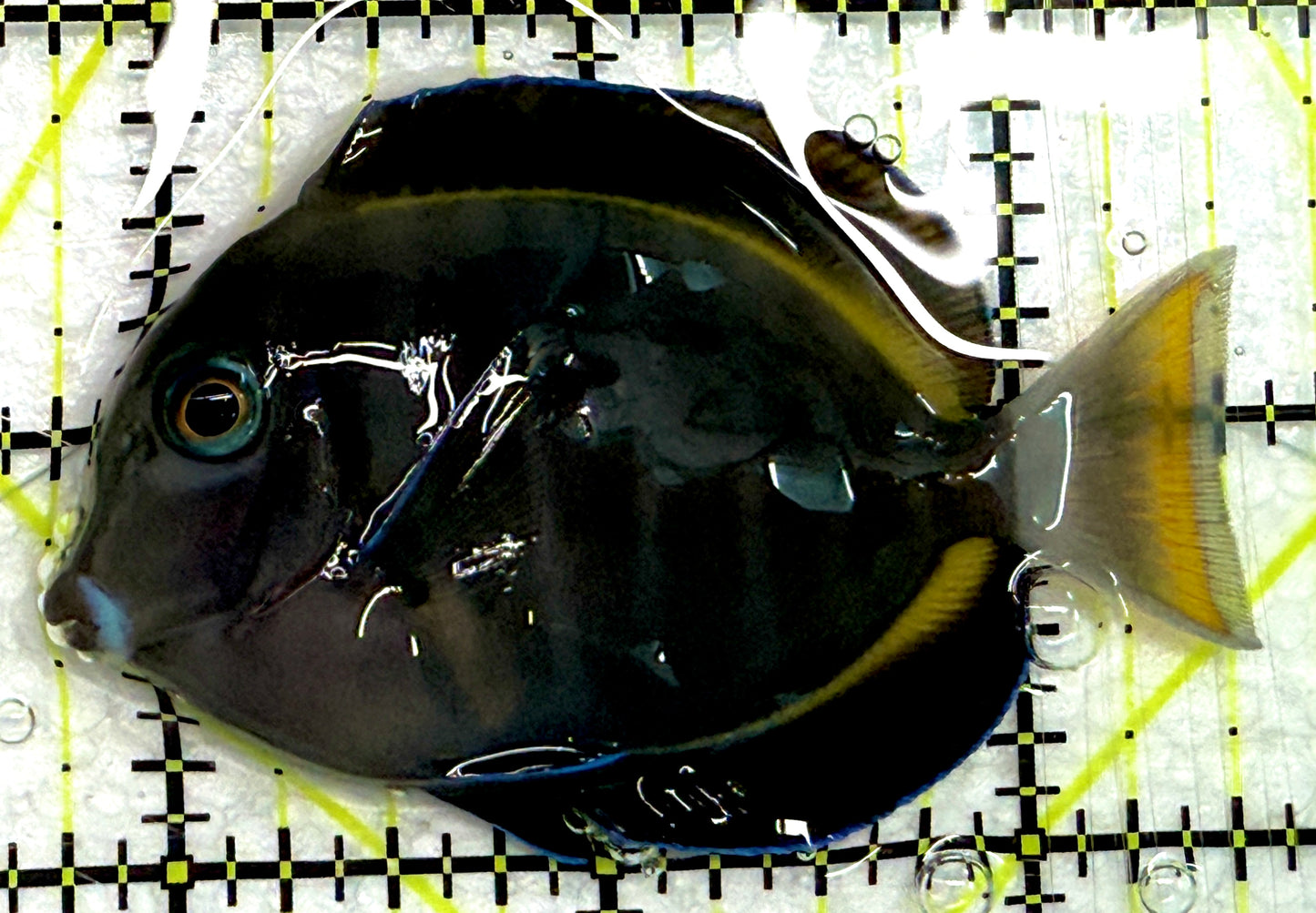 Hybrid Achilles HA061203 WYSIWYG Size: M 3" approx