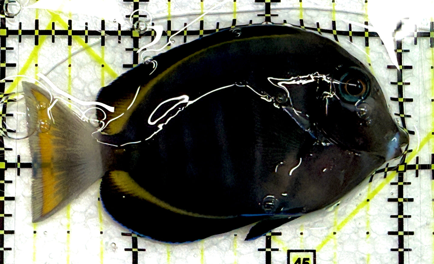 Hybrid Achilles HA061203 WYSIWYG Size: M 3" approx