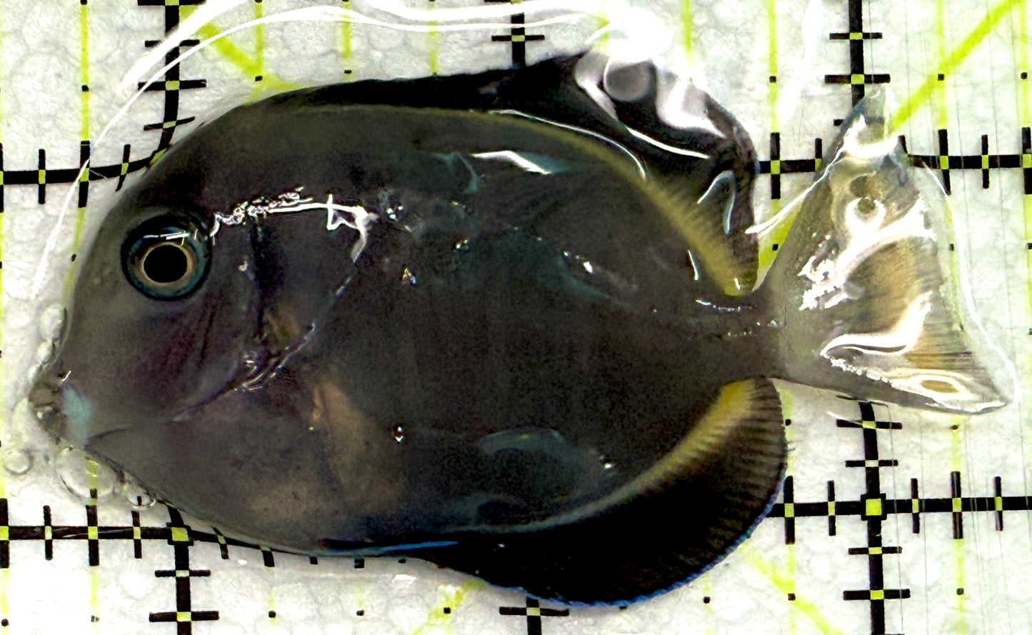 Hybrid Achilles HA061204 WYSIWYG Size: M 2.75" approx