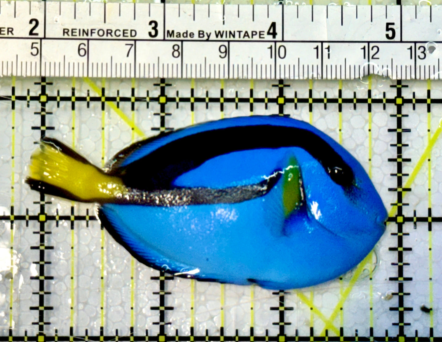 Blue Hippo Tang BHT051506 WYSIWYG Size: M 3”