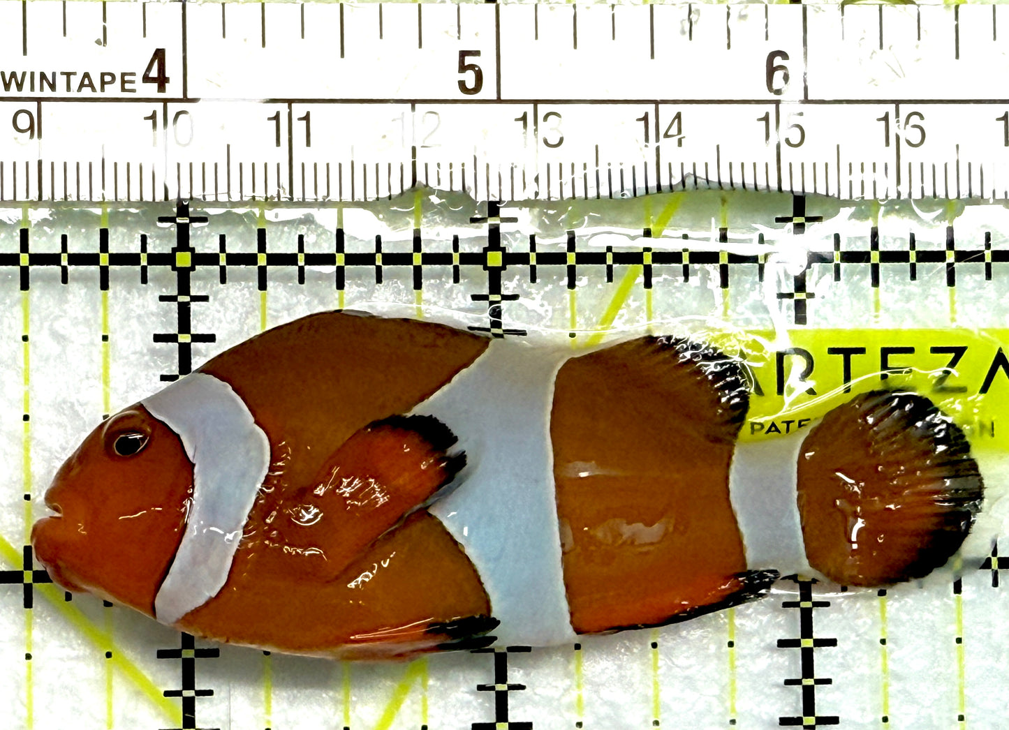 Ocellaris Clownfish OC061302 WYSIWYG Size: XL 3.25" approx