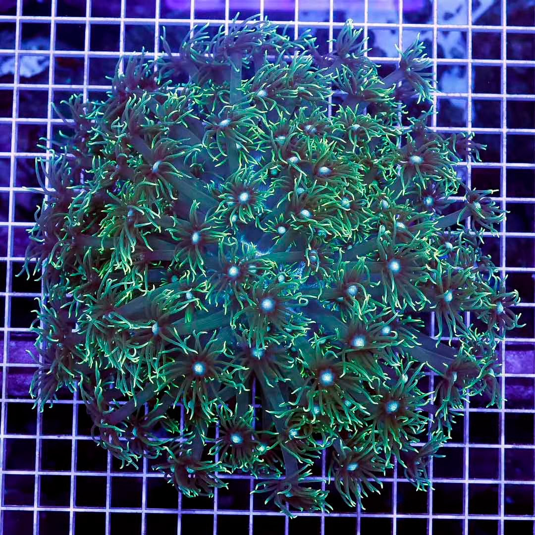 Ultra Neon Aussie Goniopora Mother Colony UNAGMC061002 WYSIWYG