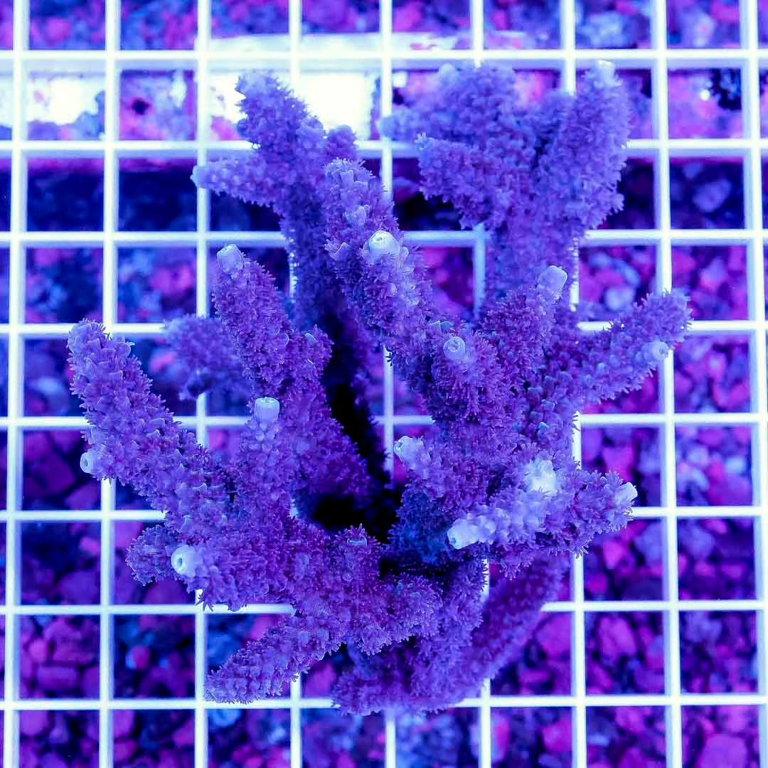 Neon West Aussie Abrolhosensis Acropora Mother Colony NWAAAMC061004 WYSIWYG
