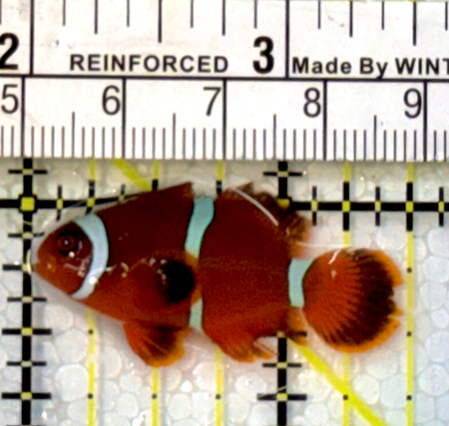 White Stripe Maroon Clownfish WSC051502 WYSIWYG Size: S 1.5”