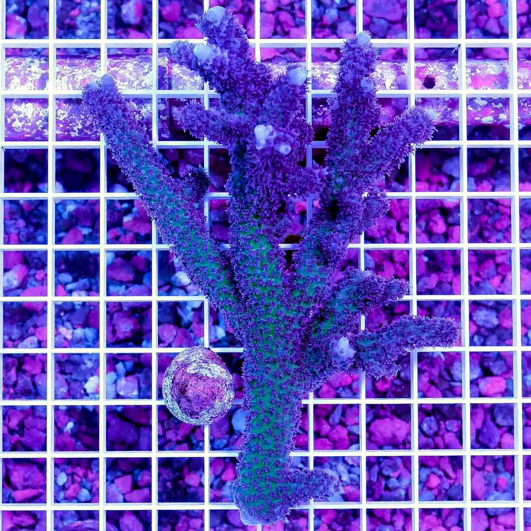 Neon West Aussie Abrolhosensis Acropora Mother Colony NWAAAMC061005 WYSIWYG