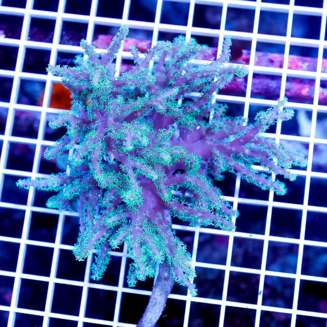 Aussie Neon Green Polyp Sinularia Mother Colony ANGPSMC061001 WYSIWYG