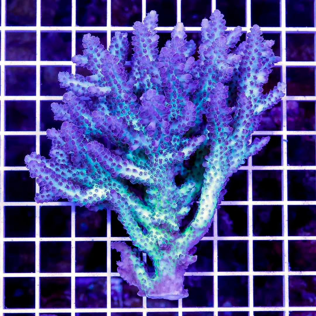 Ultra Hot Aussie Acropora Mother Colony UHAAMC061001 WYSIWYG