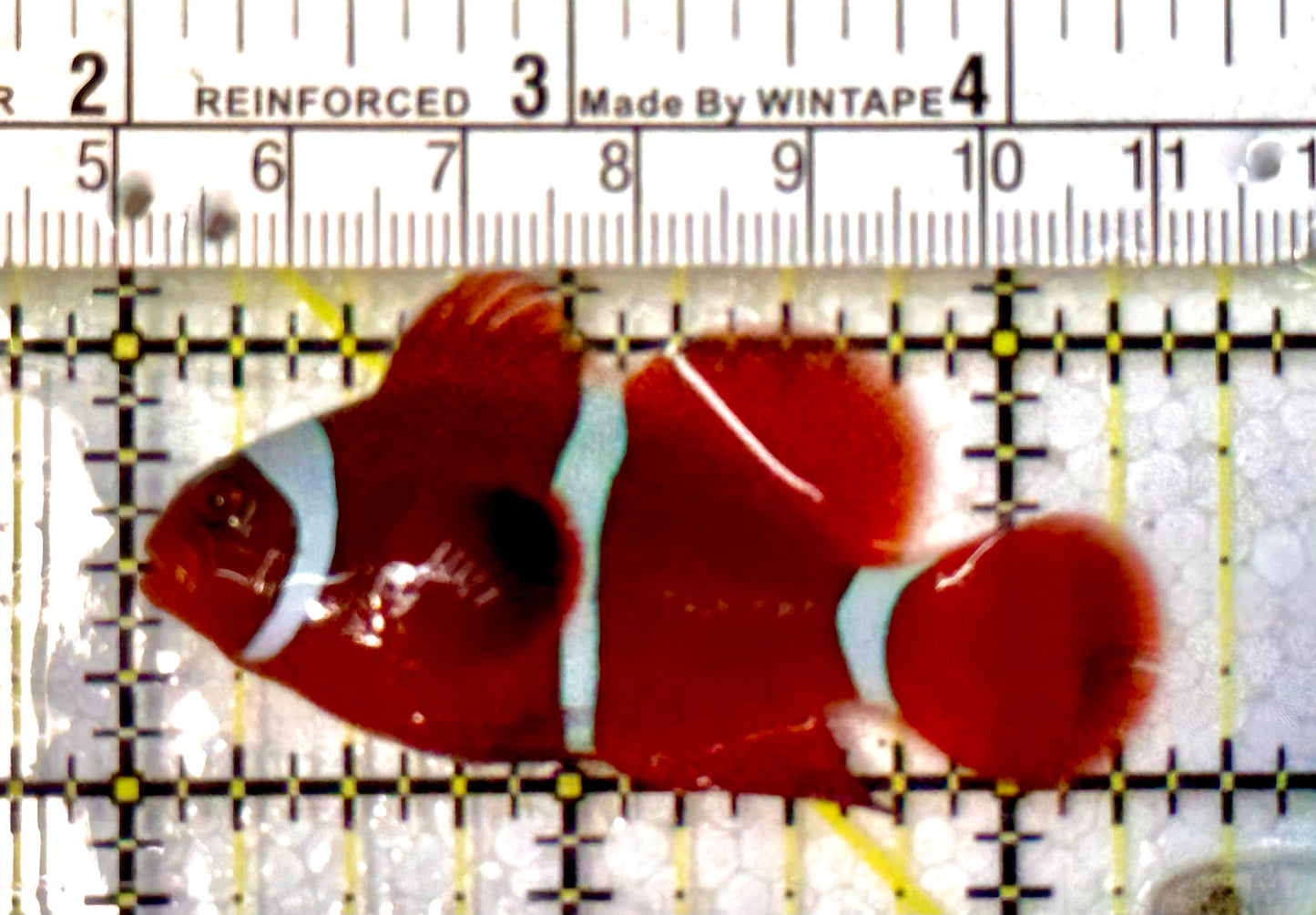 White Stripe Maroon Clownfish WSC051503 WYSIWYG Size: M 2.25”