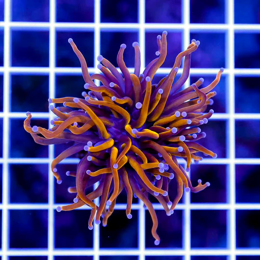 Indo Neon Tiger Torch 1H Mother Colony INTTMC061001 WYSIWYG