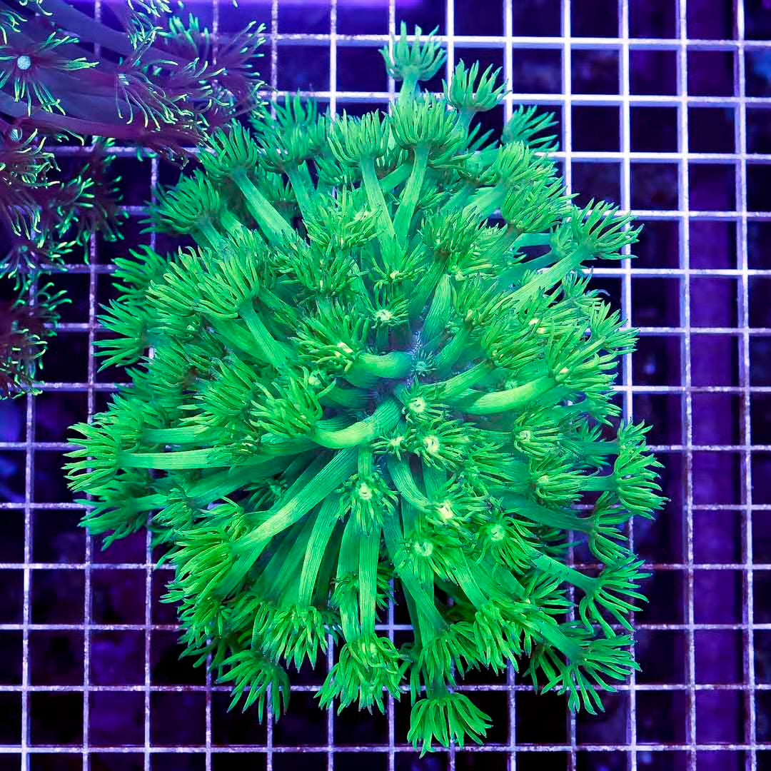 Ultra Neon Aussie Goniopora Mother Colony UNAGMC061006 WYSIWYG
