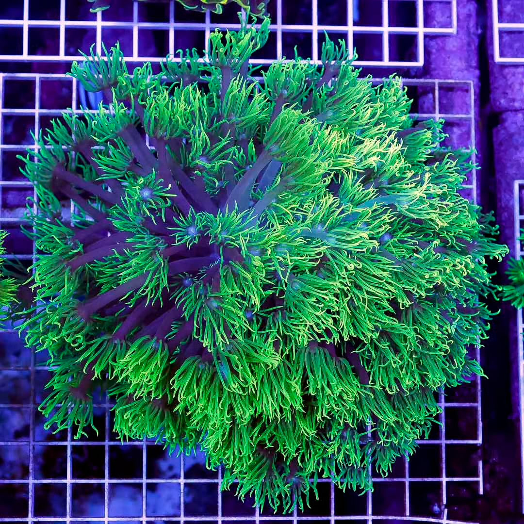 Ultra Neon Aussie Goniopora Mother Colony UNAGMC061004 WYSIWYG