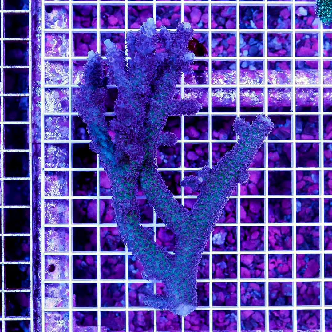 Neon West Aussie Abrolhosensis Acropora Mother Colony NWAAMC061001 WYSIWYG