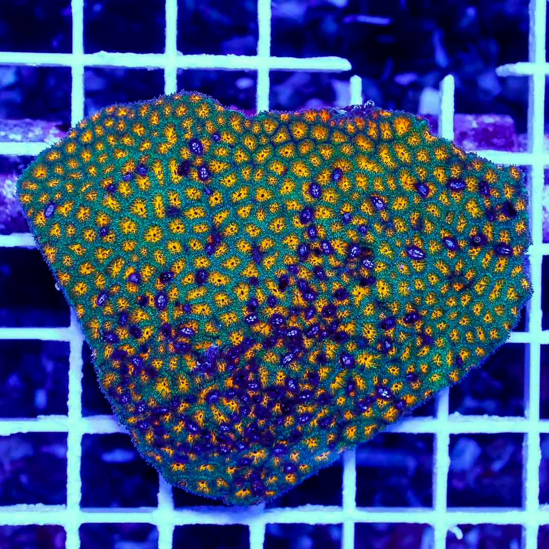 Ultra Aussie Cyphastrea Mother Colony UACMC061001 WYSIWYG