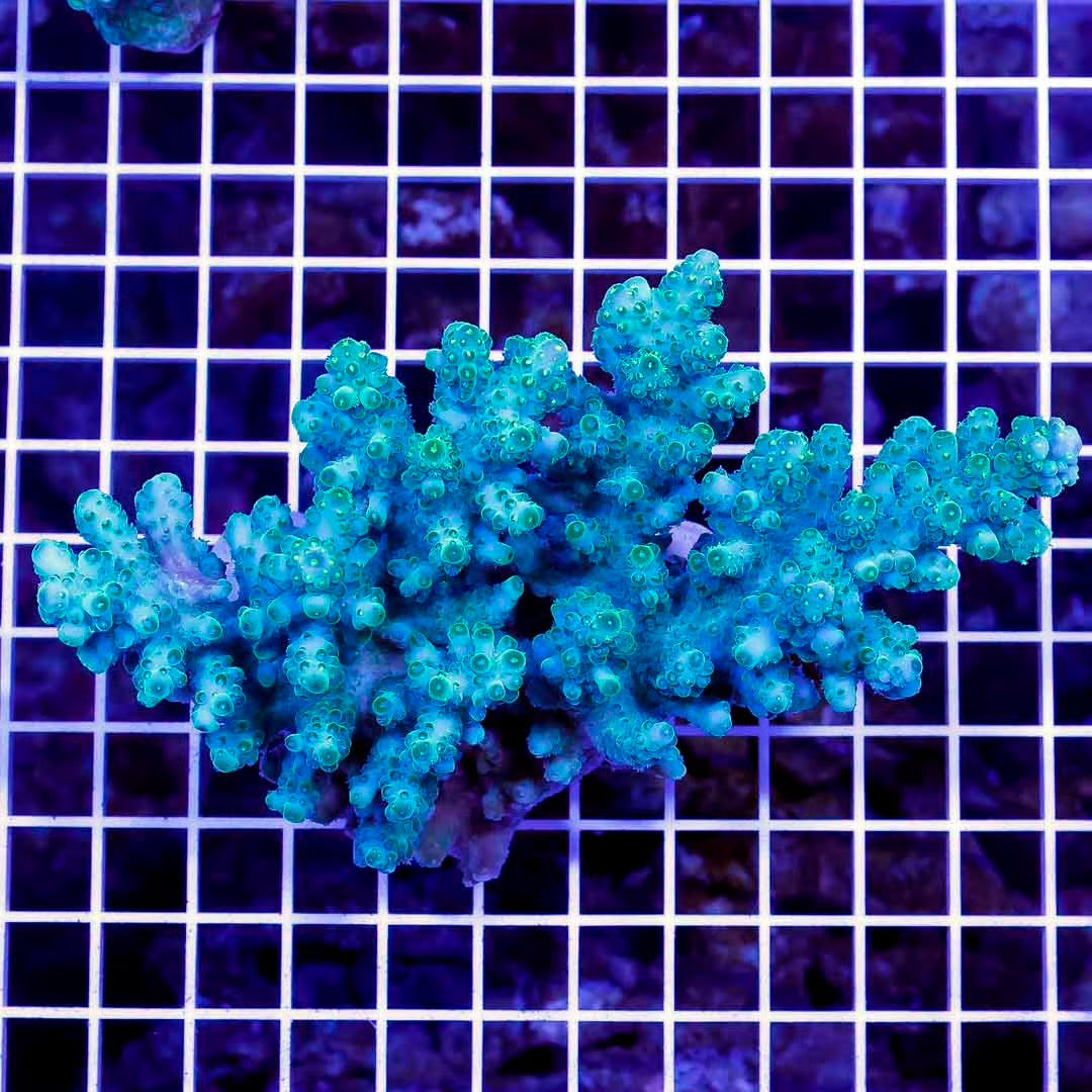 Ultra Hot Aussie Acropora Mother Colony UHAAMC061001 WYSIWYG
