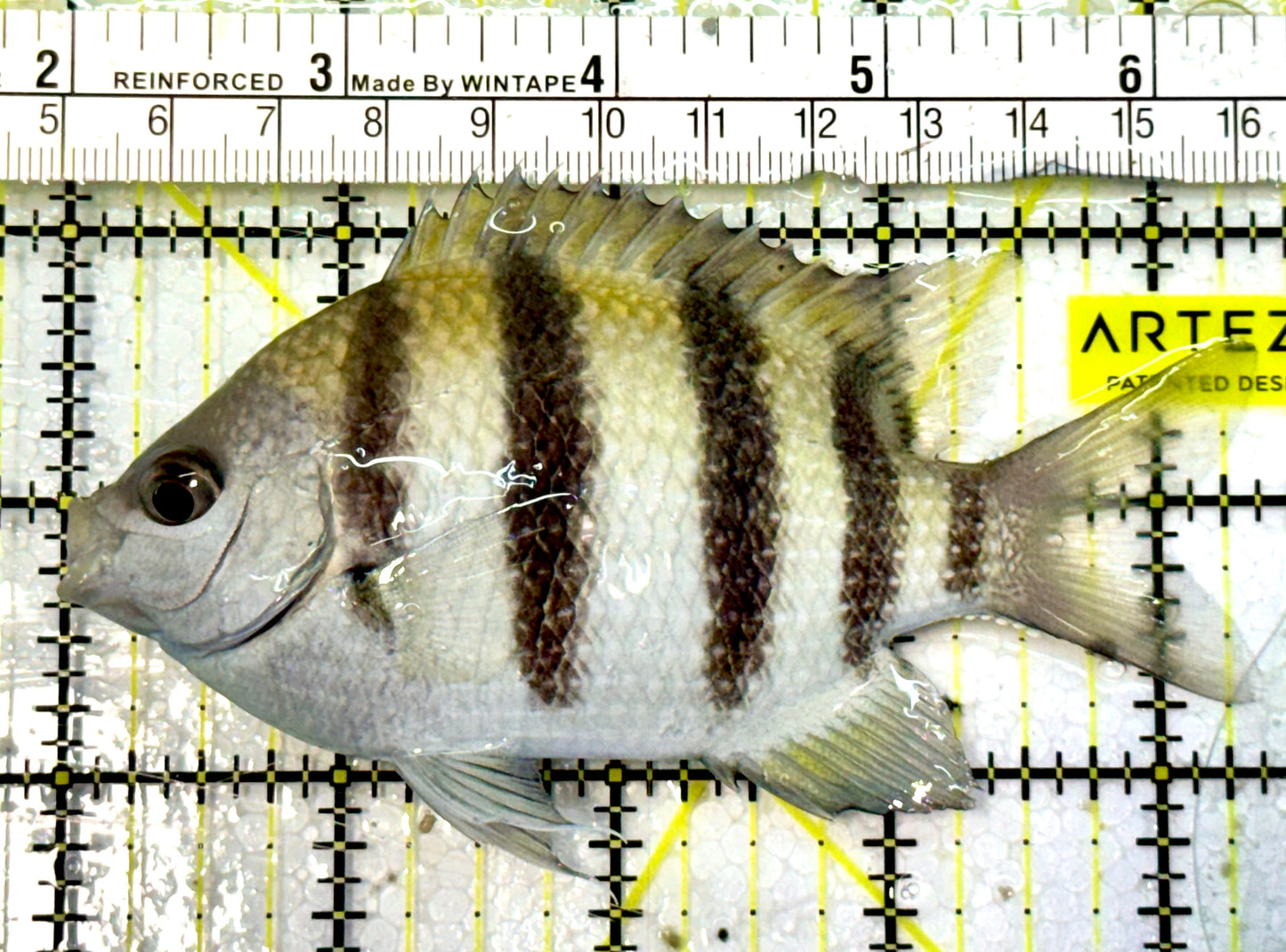 Sergeant Major Damselfish SMD051601 WYSIWYG Size: 4.5”