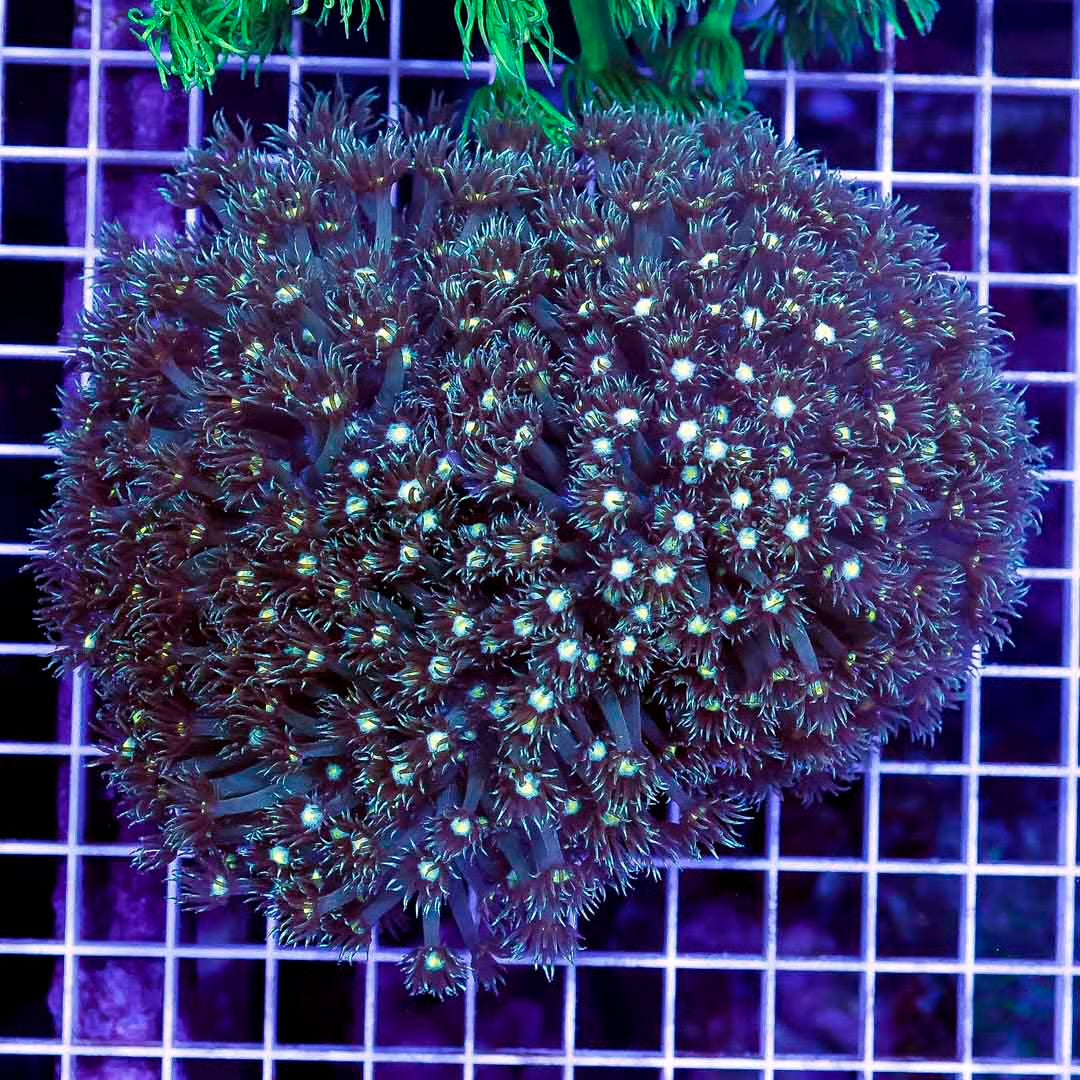 Met Aussie Goniopora Mother Colony MAGMC061001 WYSIWYG