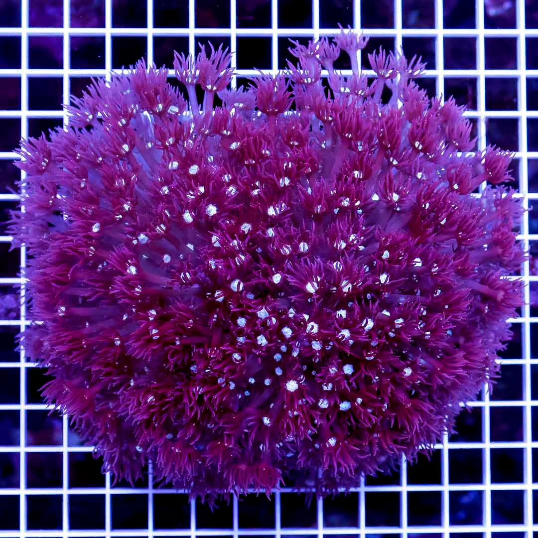 Ultra West Australia Goniopora Mother Colony UWAGMC061001 WYSIWYG