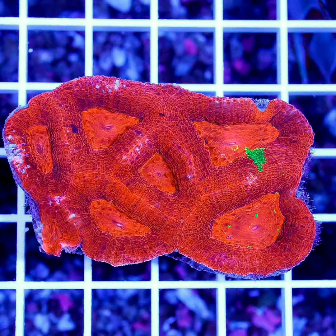 Ultra Hot Aussie Acan Bowerbanki Mother Colony UHAABMC061001 WYSIWYG