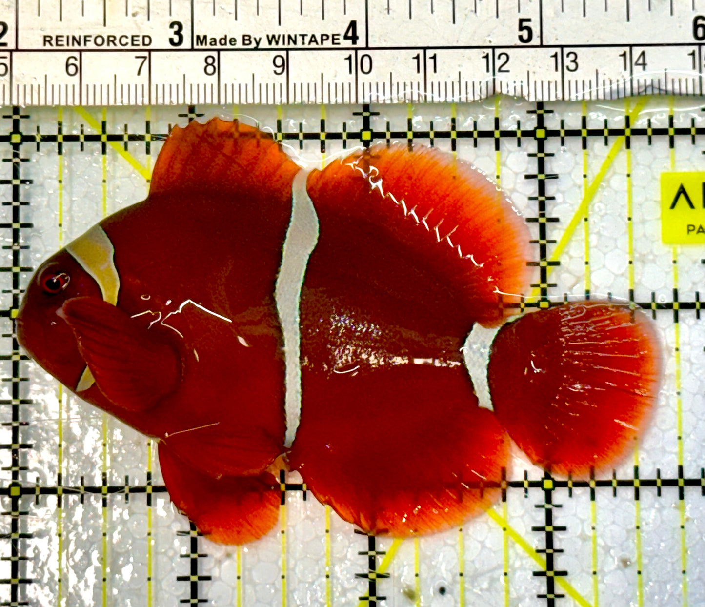 White Stripe Maroon Clownfish WSC051504 WYSIWYG Size: L 3.5”