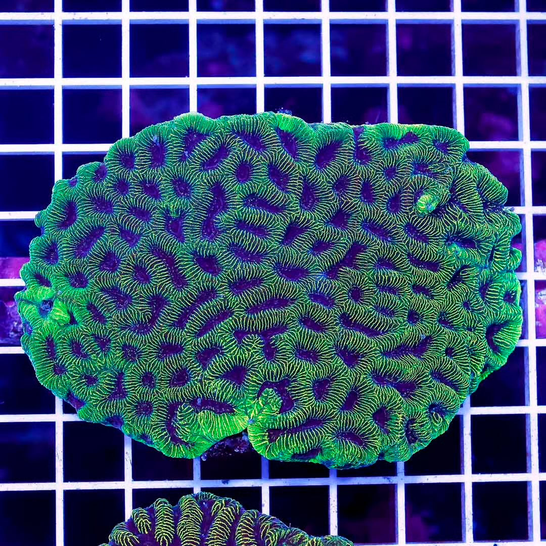 Aussie Neon Platygyra Mother Colony ANPMC061101 WYSIWYG