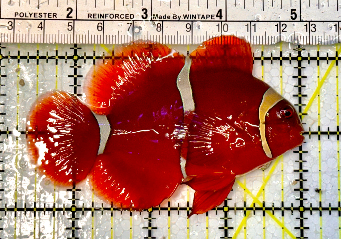 White Stripe Maroon Clownfish WSC051504 WYSIWYG Size: L 3.5”