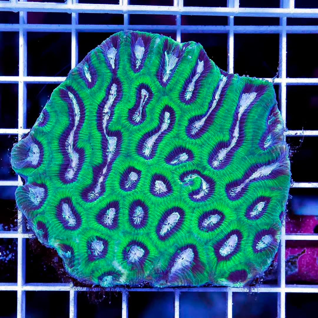 Aussie Neon Platygyra Mother Colony ANPMC061103 WYSIWYG
