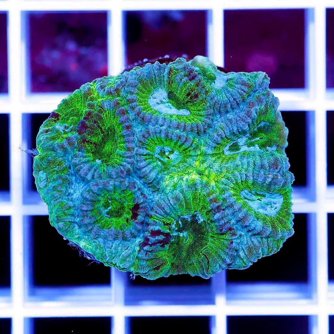 Aussie Ultra Favia Frag Mother Colony AUFFMC061101 WYSIWYG