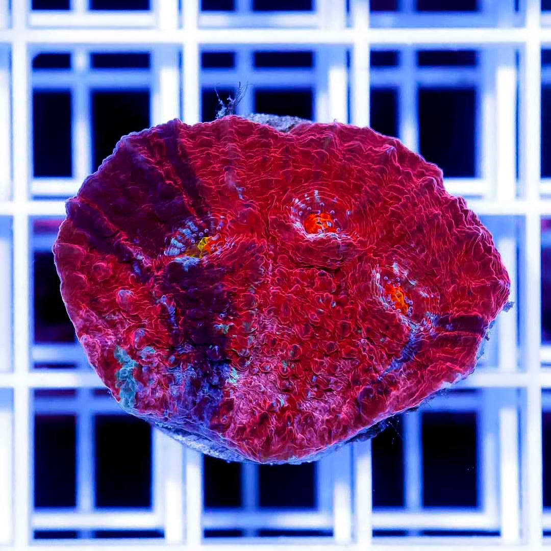 Aussie Neon Echinophyllia Mother Colony ANEMC061102 WYSIWYG