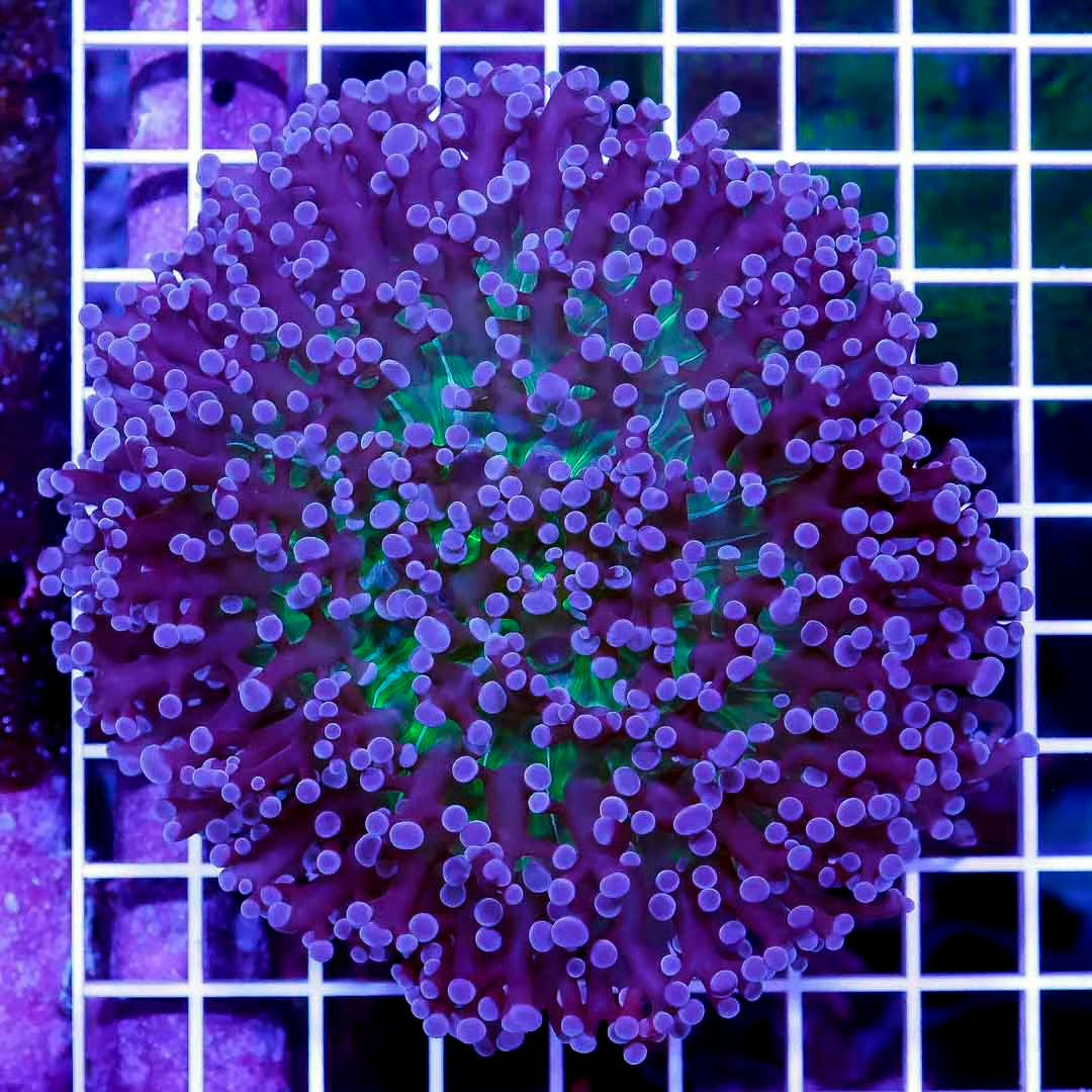 Aussie Ultra West Australia Kingspawn Mother Colony AUWAKMC061101 WYSIWYG