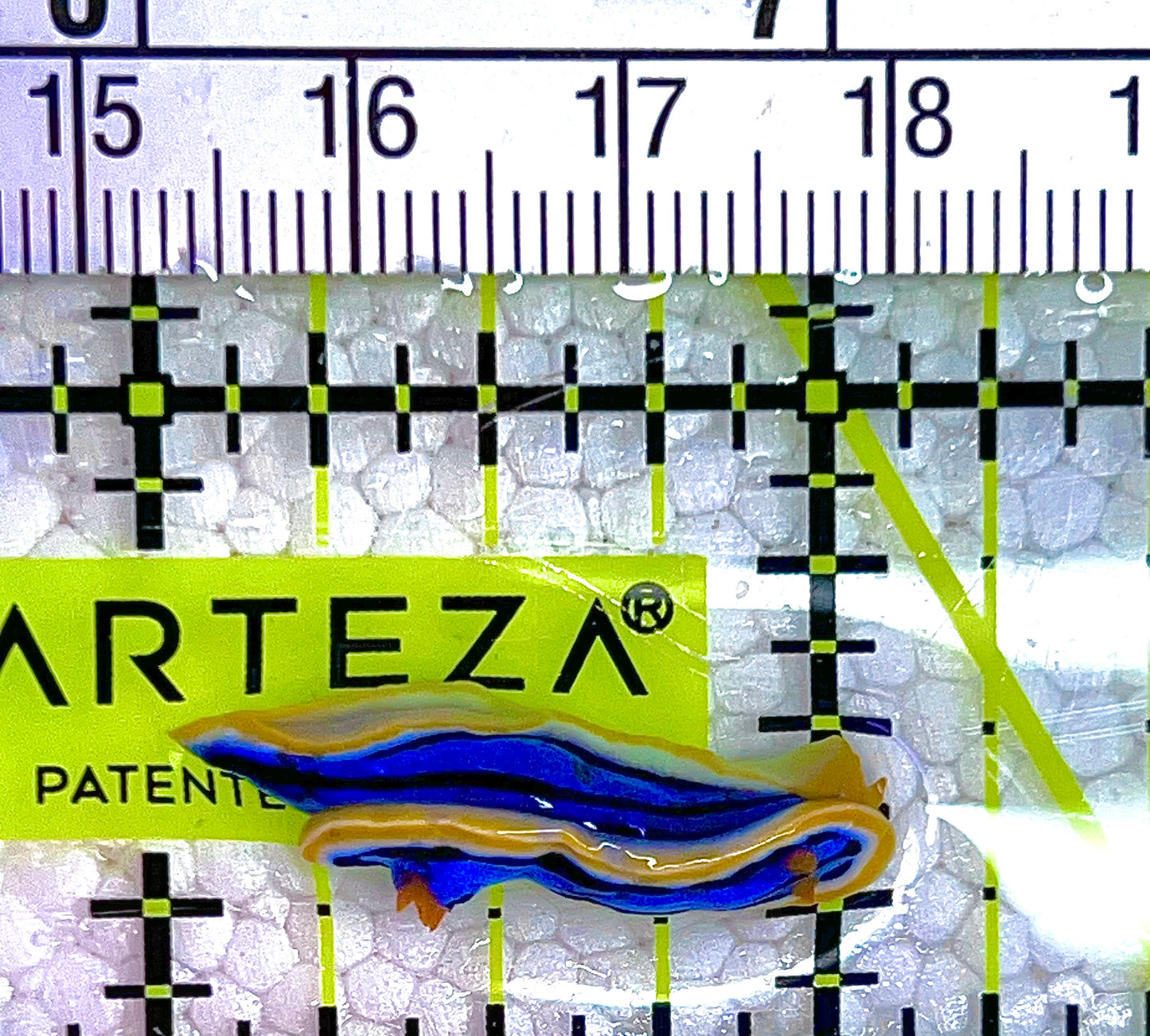 Chromodis Lubocki Nudibranch CLN122501 WYSIWYG Size: S 1" approx