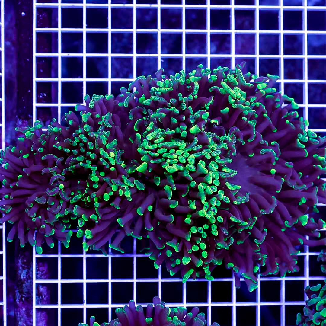 Aussie Ultra Marbled Hammer Mother Colony AUMHMC061101 WYSIWYG