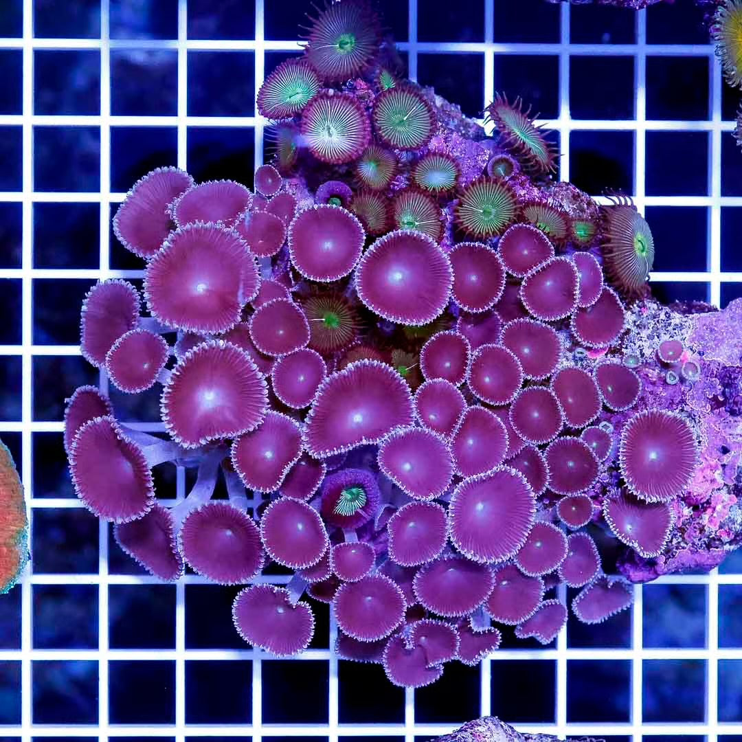 Indo Neon Polyp Mother Colony INPMC061101 WYSIWYG