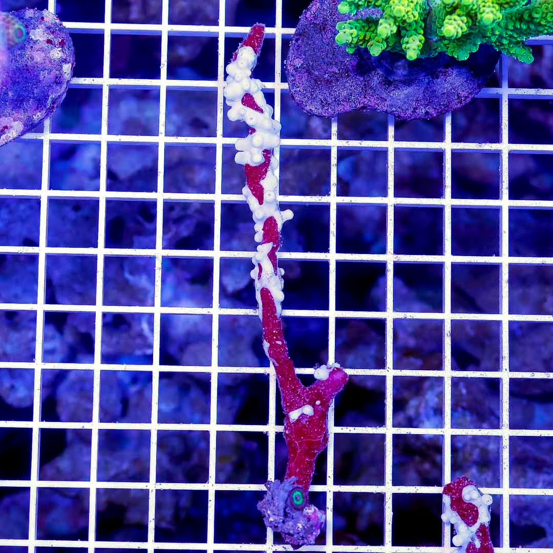 Aussie Ultra White Lightning Spider Sponge Mother Colony AUWLSSMC061102 WYSIWYG