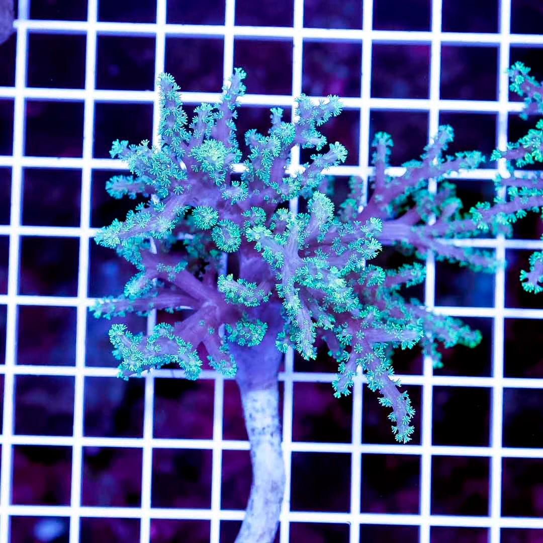 Aussie Neon Green Polyp Sinularia Mother Colony ANGPSMC061101 WYSIWYG