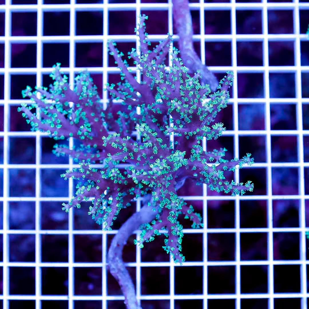 Aussie Neon Green Polyp Sinularia Mother Colony ANGPSMC061102 WYSIWYG