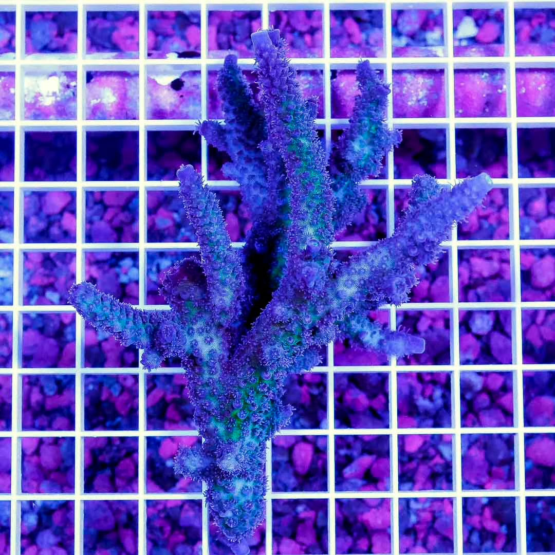 Neon West Aussie Abrolhosensis Acropora Mother Colony NWAAAMC061101 WYSIWYG